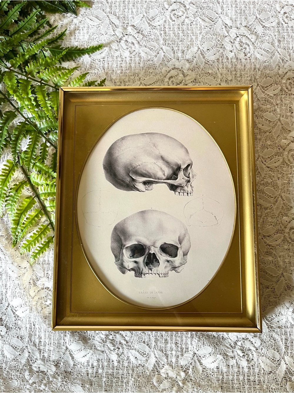 Vintage Oval Brass Framed Skull Decor 8x10